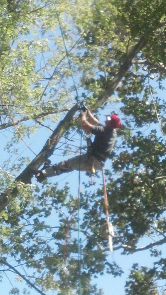 Barkbuster Tree Service llc